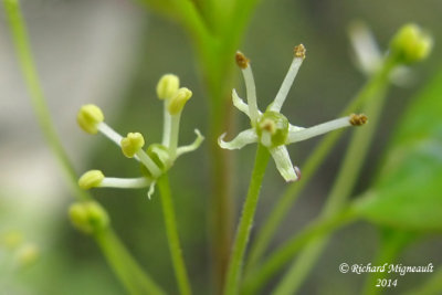 Némopanthe mucroné - Mountain-holly - Nemopanthus mucronatus 2 m14