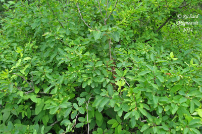 Némopanthe mucroné - Mountain-holly - Nemopanthus mucronatus 3 m14
