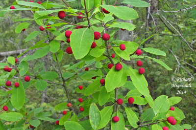 Némopanthe mucroné - Mountain-holly - Nemopanthus mucronatus 4 m14