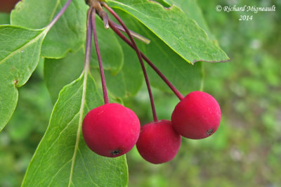 Némopanthe mucroné - Mountain-holly - Nemopanthus mucronatus 5 m14
