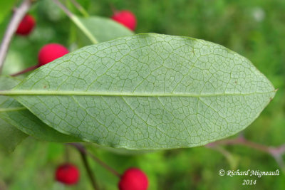 Némopanthe mucroné - Mountain-holly - Nemopanthus mucronatus 6 m14