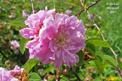 Rosier cannelle - Cinnamon rose - Rosa cinnamomea 3 m14