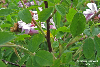Rosier cannelle - Cinnamon rose - Rosa cinnamomea 4 m14