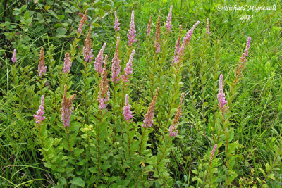 Spire tomenteuse - Tomentose meadow-sweet - Spiraea tomentosa 727 1 m14