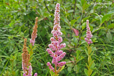 Spire tomenteuse - Tomentose meadow-sweet - Spiraea tomentosa 727 2 m14