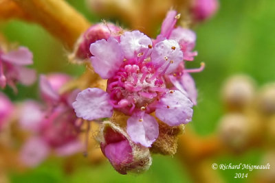 Spire tomenteuse - Tomentose meadow-sweet - Spiraea tomentosa 727 3 m14