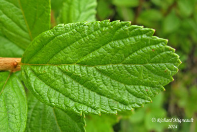 Spire tomenteuse - Tomentose meadow-sweet - Spiraea tomentosa 727 4 m14