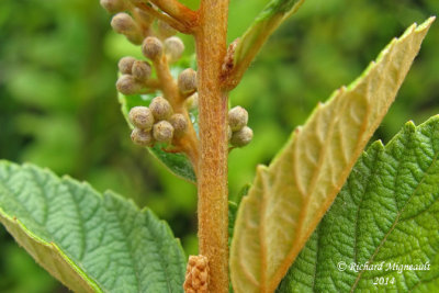 Spire tomenteuse - Tomentose meadow-sweet - Spiraea tomentosa 727 6 m14