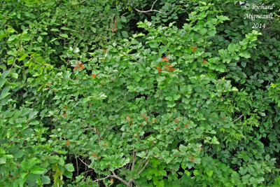 Viorne obier - European highbush - Viburnum opulus var. opulus 1 m14