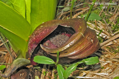Chou puant - Skunk Cabbage - Symplocarpus foetidus 6 m14