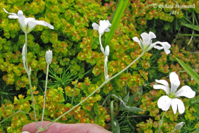 Craiste tomenteux - Snow-in-Summer - Cerastium tomentosum 2 m14