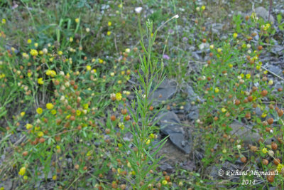 pilobe  feuilles troites - Narrow-leaved willow-herb - Epilobium leptophyllum2 1 m14