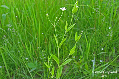 Sabline latriflore - grove sandwort - Arenaria lateriflora 1 m14