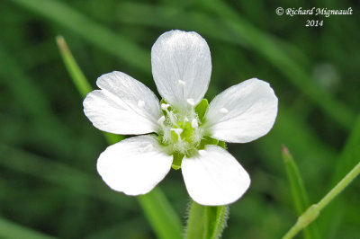 Sabline latriflore - grove sandwort - Arenaria lateriflora 4 m14