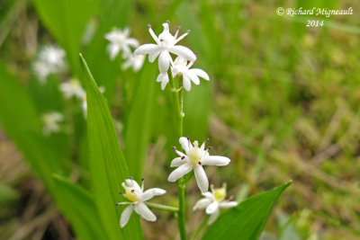 Smilacine trifoliée - Three-leaved false Solomons Seal - Smilacina trifolia 3 m14
