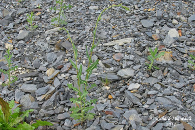 Laitue serriole - Prickly lettuce - Lactuca serriola 1 m14