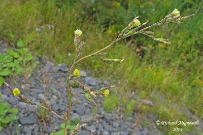 Laitue serriole - Prickly lettuce - Lactuca serriola 2 m14