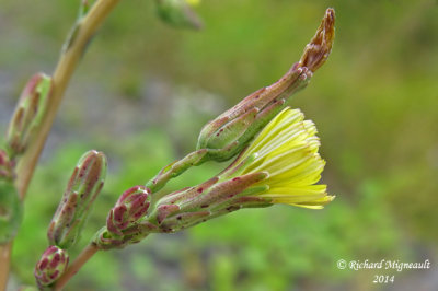Laitue serriole - Prickly lettuce - Lactuca serriola 3 m14