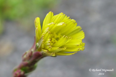 Laitue serriole - Prickly lettuce - Lactuca serriola 4 m14