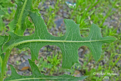 Laitue serriole - Prickly lettuce - Lactuca serriola 5 m14