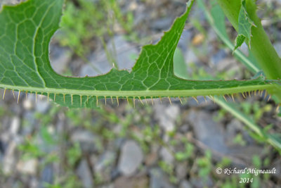 Laitue serriole - Prickly lettuce - Lactuca serriola 6 m14