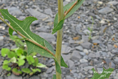 Laitue serriole - Prickly lettuce - Lactuca serriola 7 m14