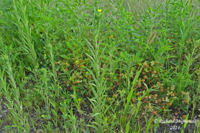 Madia glomérulé - Mountain tarweed - Madia glomerata 1 m14
