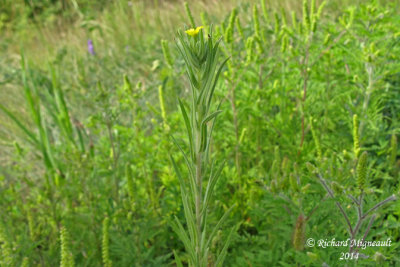 Madia glomérulé - Mountain tarweed - Madia glomerata 2 m14