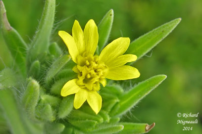Madia glomérulé - Mountain tarweed - Madia glomerata 4 m14
