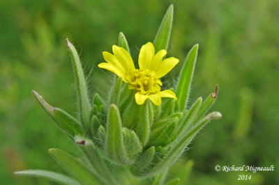 Madia glomérulé - Mountain tarweed - Madia glomerata 5 m14