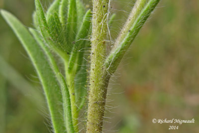 Madia glomérulé - Mountain tarweed - Madia glomerata 7 m14