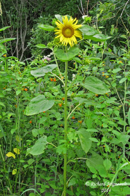Tournesol - Common sunflower - Helianthus annuus 1 m14