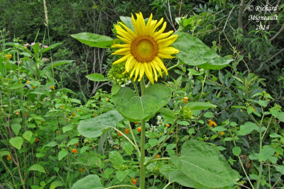 Tournesol - Common sunflower - Helianthus annuus 2 m14