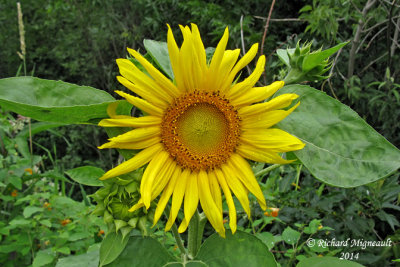 Tournesol - Common sunflower - Helianthus annuus 3 m14