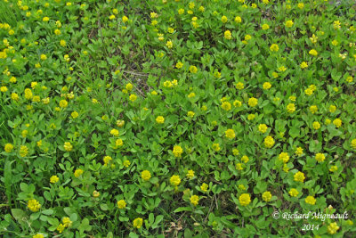 Trfle couch - Low Hop-clover - Trifolium procumbens 1 m14