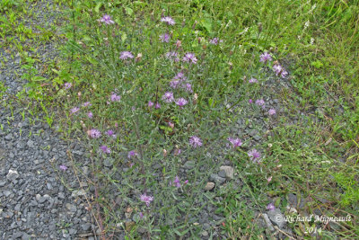 Centaure macule - Spotted knapweed - Centaurea maculosa 1 m14