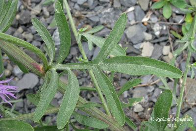 Centaure macule - Spotted knapweed - Centaurea maculosa 5 m14