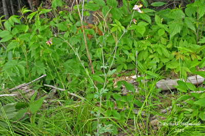 Corydale toujours verte - Pale corydalis - Corydalis sempervirens 1 m14