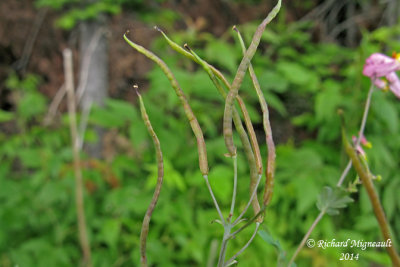 Corydale toujours verte - Pale corydalis - Corydalis sempervirens 5 m14
