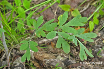 Corydale toujours verte - Pale corydalis - Corydalis sempervirens 6 m14