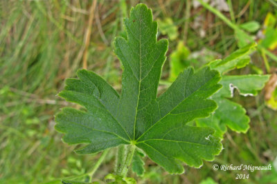 Mauve alce - Vervain mallow - Malva alcea 5 m14