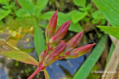 Millepertuis de Virginie - Virginia St. Johns-wort - Hypericum virginicum 6 m14