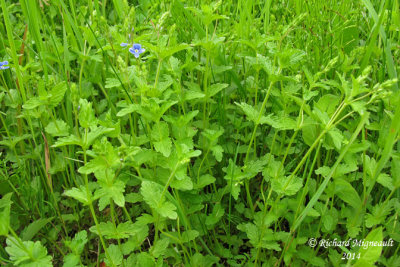 Vronique petit-chne - Birds-eye speedwell - Veronica chamaedrys 4 m14