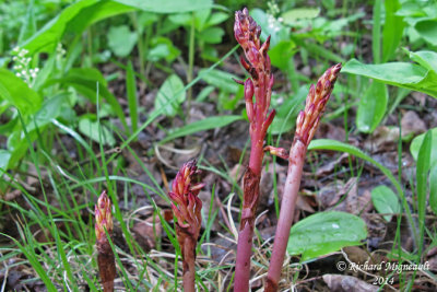 Corallorhize maculée - Spotted coral-root - Corrallorhiza maculata 1 m14