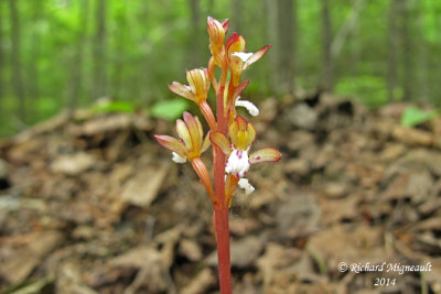 Corallorhize maculée - Spotted coral-root - Corrallorhiza maculata 2 m14