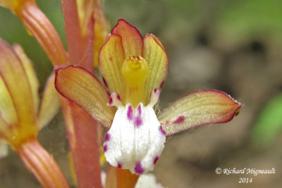 Corallorhize maculée - Spotted coral-root - Corrallorhiza maculata 3 m14