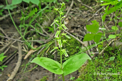 Listère auriculée - Auriculate twayblade - Listera auriculata 1 m14 24