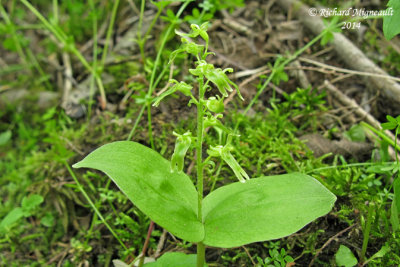Listère auriculée - Auriculate twayblade - Listera auriculata 2 m14 24