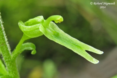 Listère auriculée - Auriculate twayblade - Listera auriculata 3 m14