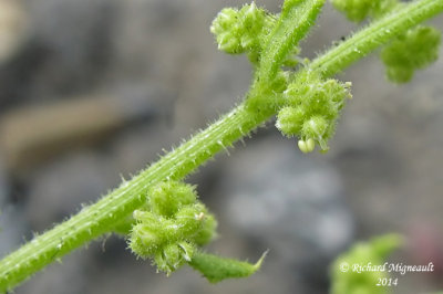 Chnopode botrys - Jerusalem Oak goosefoot - Chenopodium botrys 4 m14